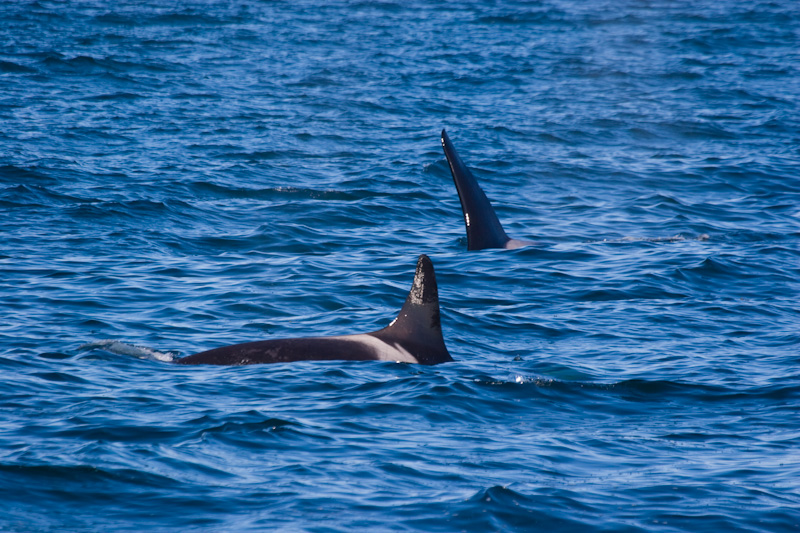 Orcas